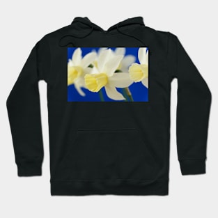 Narcissus  &#39;Sailboat&#39;   AGM    Division 7 Jonquilla  Daffodil Hoodie